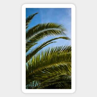 Palm Leaf Case Sticker